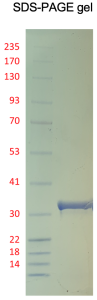 Recombinant Human PKMYT1, catalytic domain – dephosphorylated Recombinant Human PKMYT1, catalytic domain – dephosphorylated